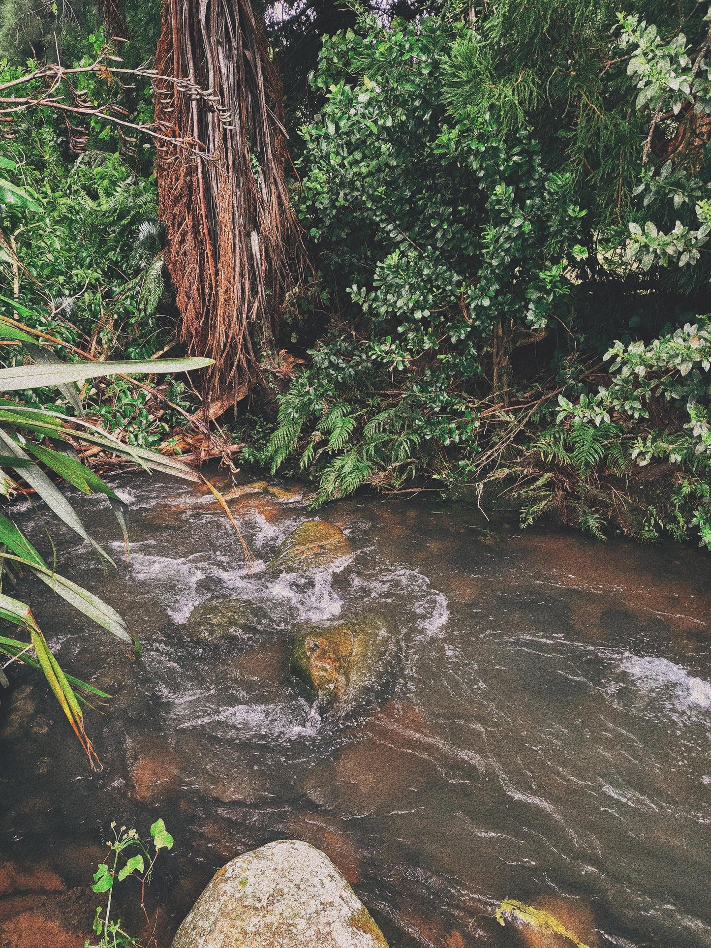 War Water | Storm-Harvested Ritual Water | Protection, Hex Breaking, Curses | Dark Witchcraft Curio