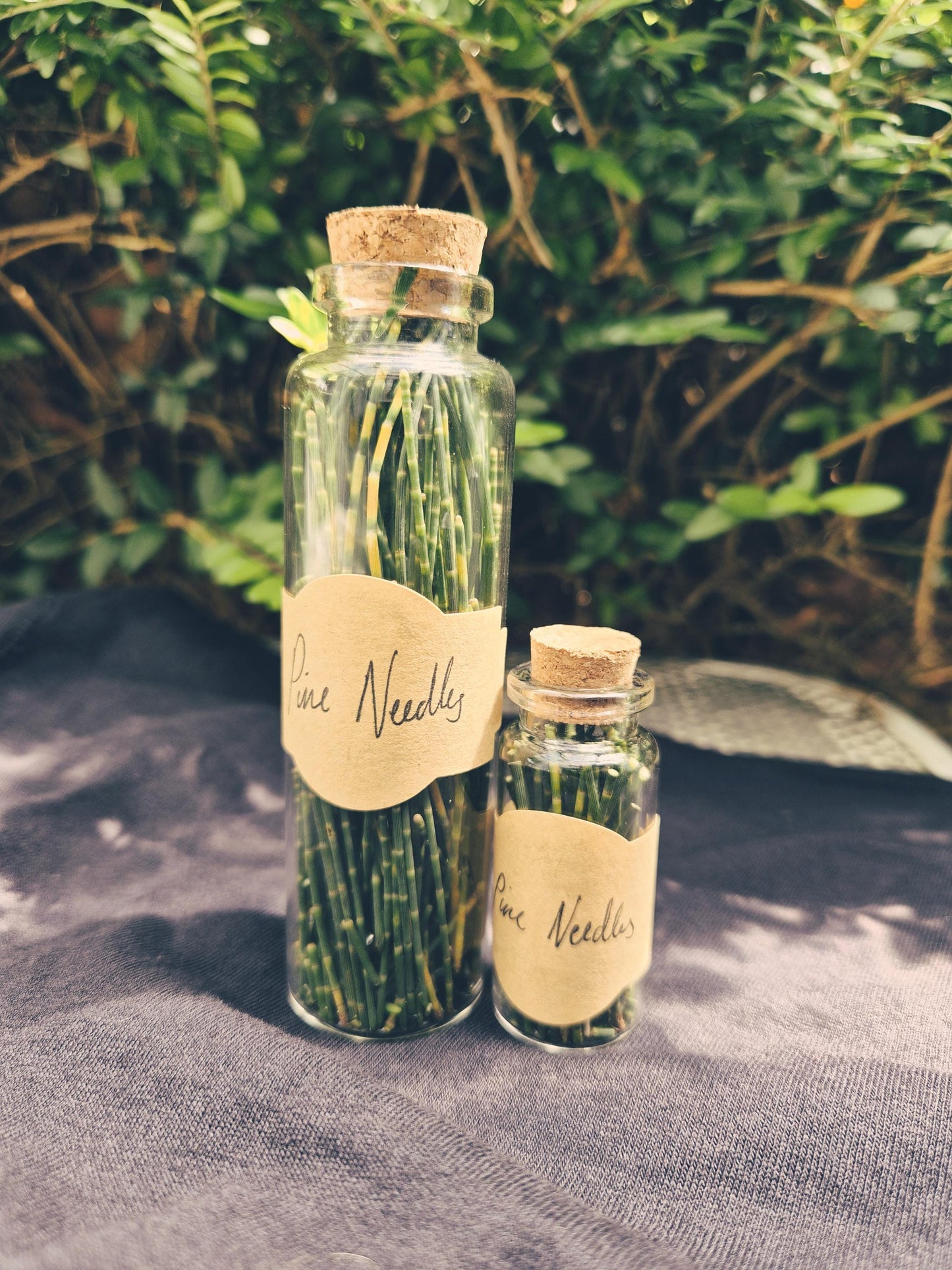 Pine Needle Vial | Curse Anchoring | Foraged Aotearoa | Dark Witchcraft Curio
