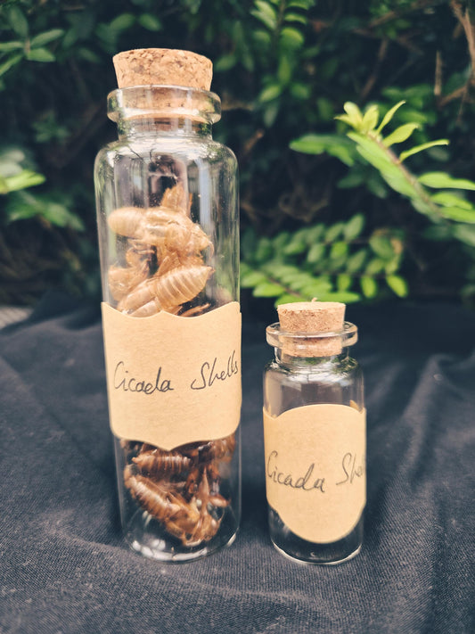 Cicada Shells | Shed Skins | Transformation Magic | Witchcraft Supply