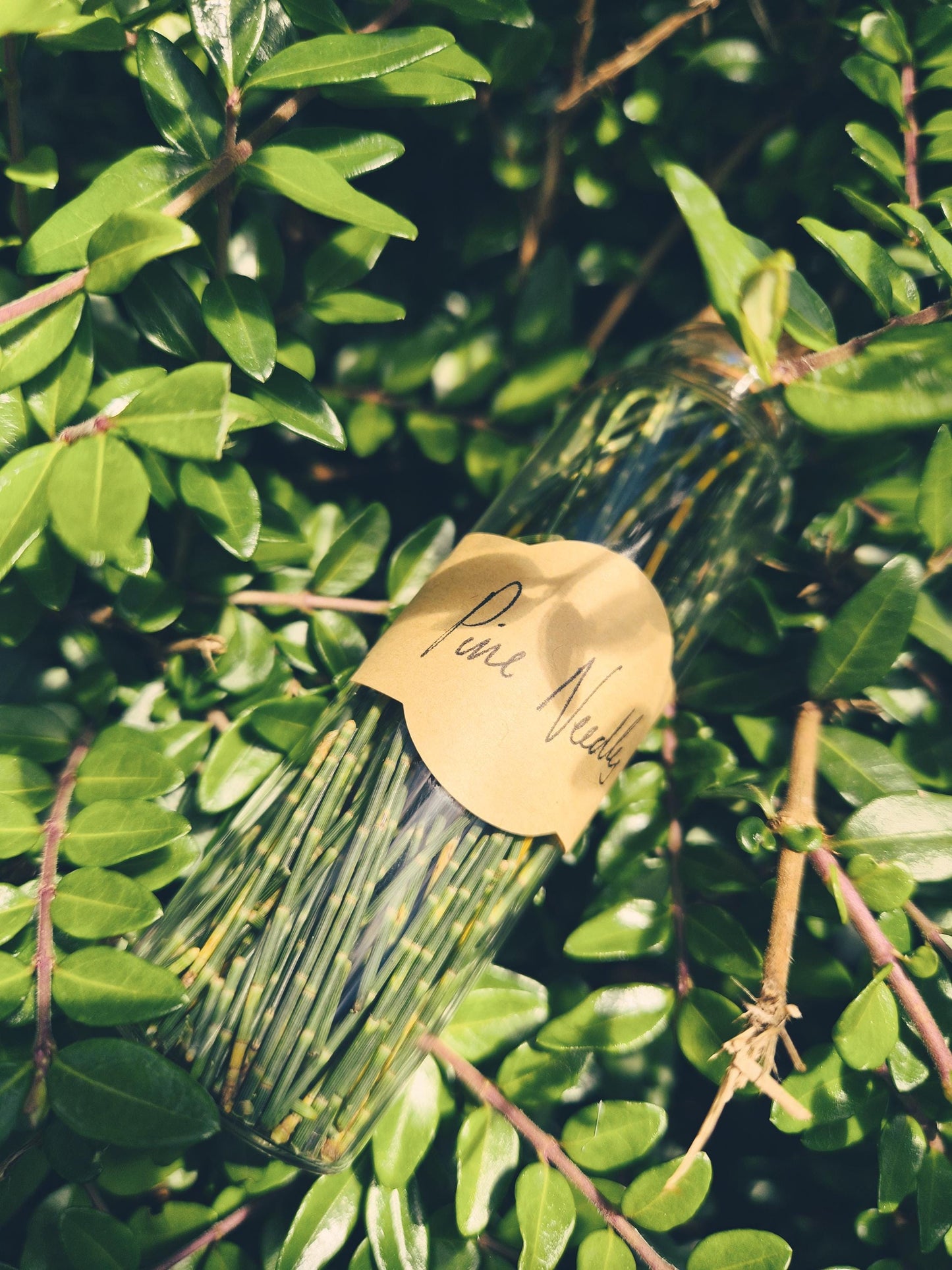 Pine Needle Vial | Curse Anchoring | Foraged Aotearoa | Dark Witchcraft Curio